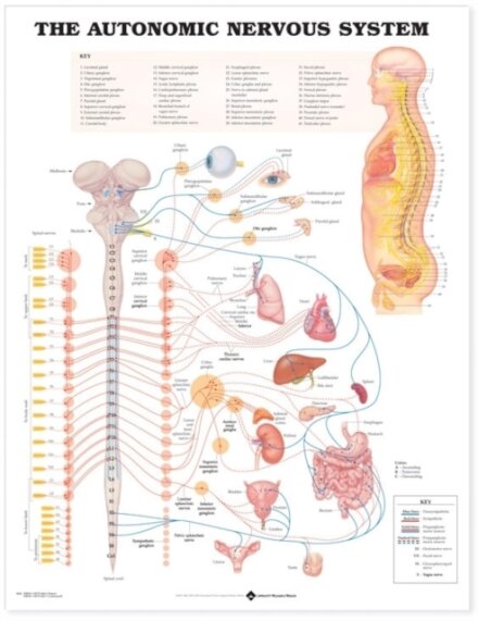 The Autonomic Nervous System Anatomical Chart