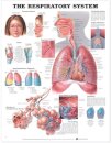 The Respiratory System Anatomical Chart