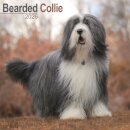 Bearded Collie Calendar 2026  Square Dog Breed Wall Calendar - 16 Month