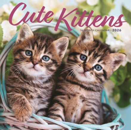 Kittens Square Wall Sunday Start Calenda