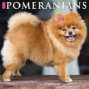 Just Pomeranians 2025 12 X 12 Wall Calendar