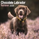 Chocolate Labrador Retriever Calendar 2026  Square Dog Breed Wall Calendar - 16 Month