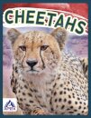 Cheetahs