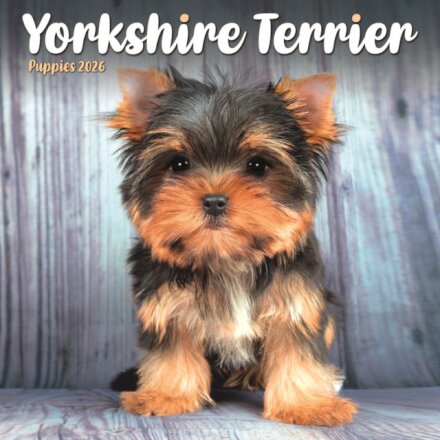 Yorkshire Terrier Puppies Square Mini Ca