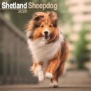 Shetland Sheepdog Calendar 2026  Square Dog Breed Wall Calendar - 16 Month