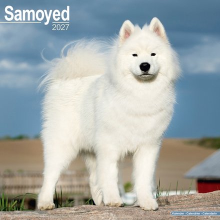 Samoyed Wall