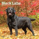 Labrador Retrievers, Black 2027 Square Flap