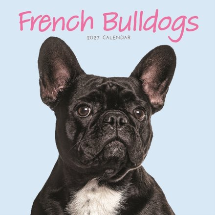 French Bulldogs Mini