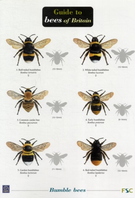 Bees of Britain