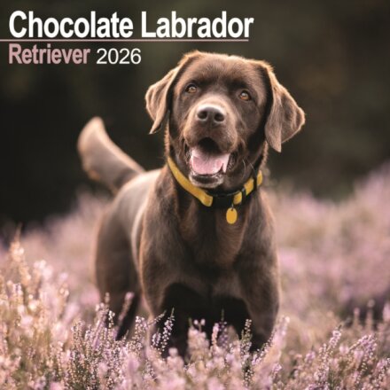 Chocolate Labrador Retriever Calendar 2026  Square Dog Breed Wall Calendar - 16 Month
