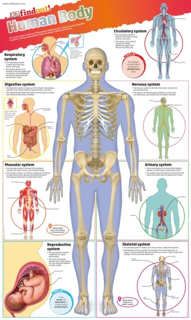 Dk Findout! Human Body Poster