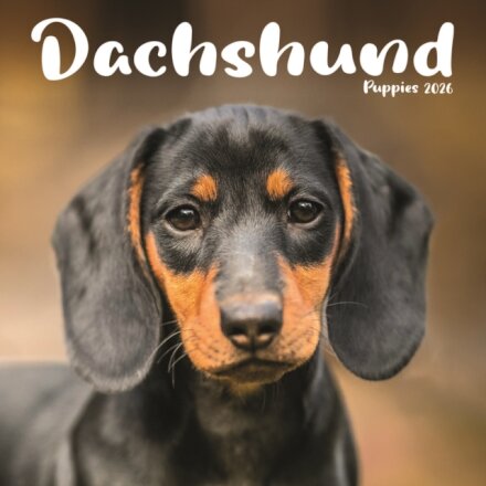 Dachshund Puppies Square Mini Calendar 2