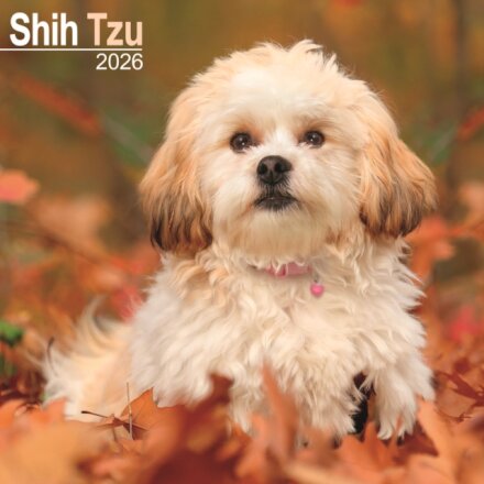 Shih Tzu Calendar 2026  Square Dog Breed Wall Calendar - 16 Month