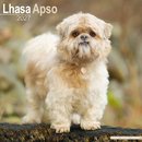 Lhasa Apso Wall