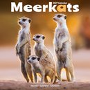 Meerkats SS Wall