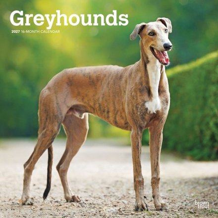 Greyhounds 2027 Square Flap