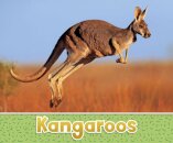 Kangaroos