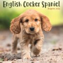 English Cocker Spaniel Puppies Square Mi