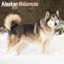 Alaskan Malamute Calendar 2026  Square Dog Breed Wall Calendar - 16 Month