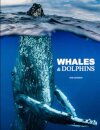 Whales & Dolphins