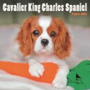 Cavalier King Charles Spaniel Puppies Sq