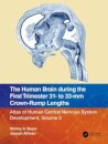 The Human Brain during the First Trimester 31- to 33-mm Crown-Rump Lengths
