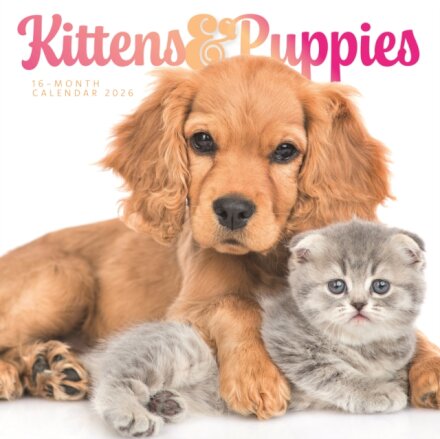 Kittens & Puppies Square Wall Sunday Sta