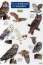 Guide to British Owls and Owl Pellets