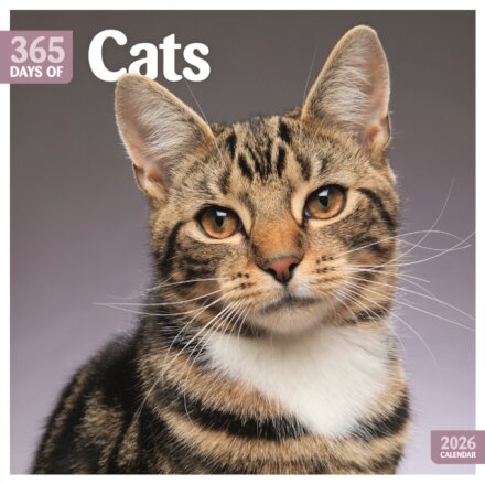 Cats 365 Days Square Wall Calendar 2026