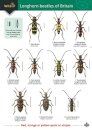 Guide to longhorn beetles of Britain