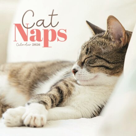 Cat Naps Square Mini Calendar 2026