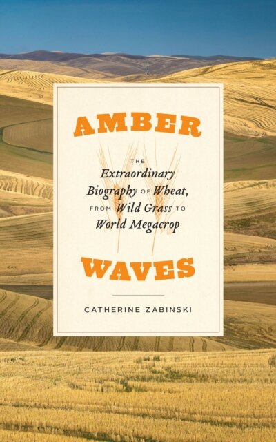 Amber Waves