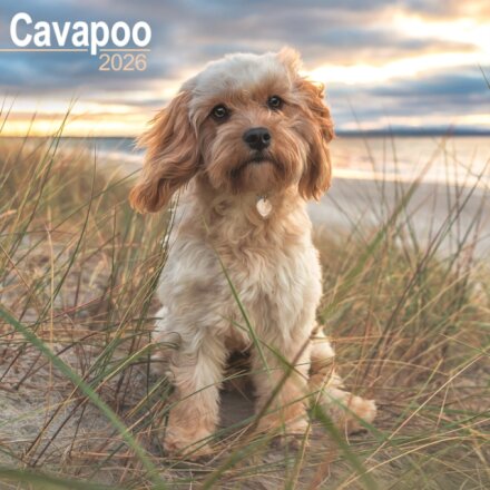 Cavapoo Calendar 2026 Square Dog Breed Wall Calendar - 16 Month