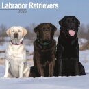 Labrador Retrievers (Mixed) Calendar 2026  Square Dog Breed Wall Calendar - 16 Month