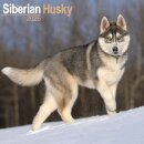 Siberian Husky Calendar 2026  Square Dog Breed Wall Calendar - 16 Month