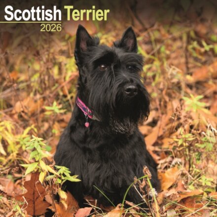 Scottish Terrier Calendar 2026  Square Dog Breed Wall Calendar - 16 Month
