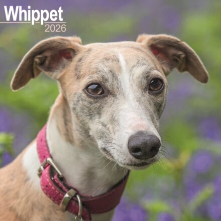 Whippet Calendar 2026  Square Dog Breed Wall Calendar - 16 Month