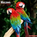 Macaws Calendar 2026  Square Bird Wall Calendar - 16 Month