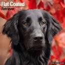 Flat Coated Retriever Wall