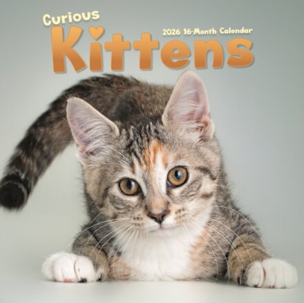 Curious Kittens Square Wall Sunday Start