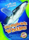 Humpback Whales