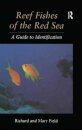 Reef Fish Of The Red Sea