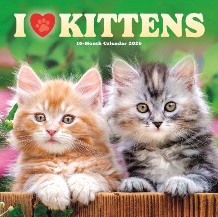 I Love Kittens Square Wall Sunday Start
