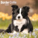 Border Collie Calendar 2026  Square Dog Breed Wall Calendar - 16 Month