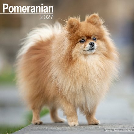 Pomeranian W