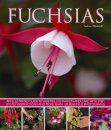 Fuchsias