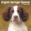 English Springer Spaniel Puppies Square