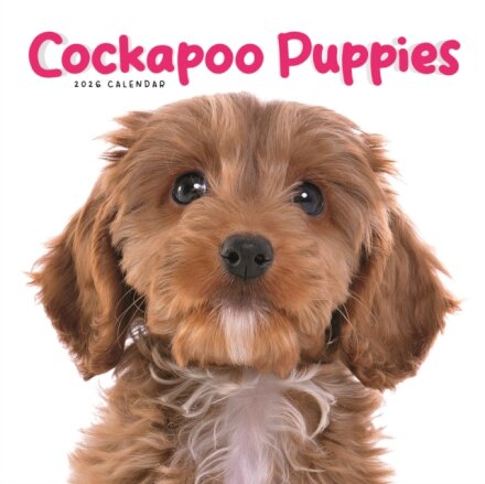 Cockapoo Puppies Square Mini Calendar 20