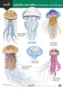 Jellyfish and allies of the British and Irish Coast