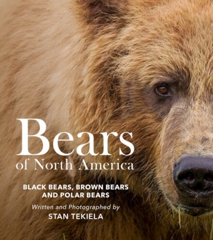 Bears of North America